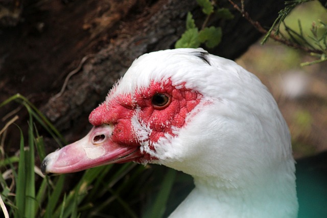 三争夺者之 三争夺者之